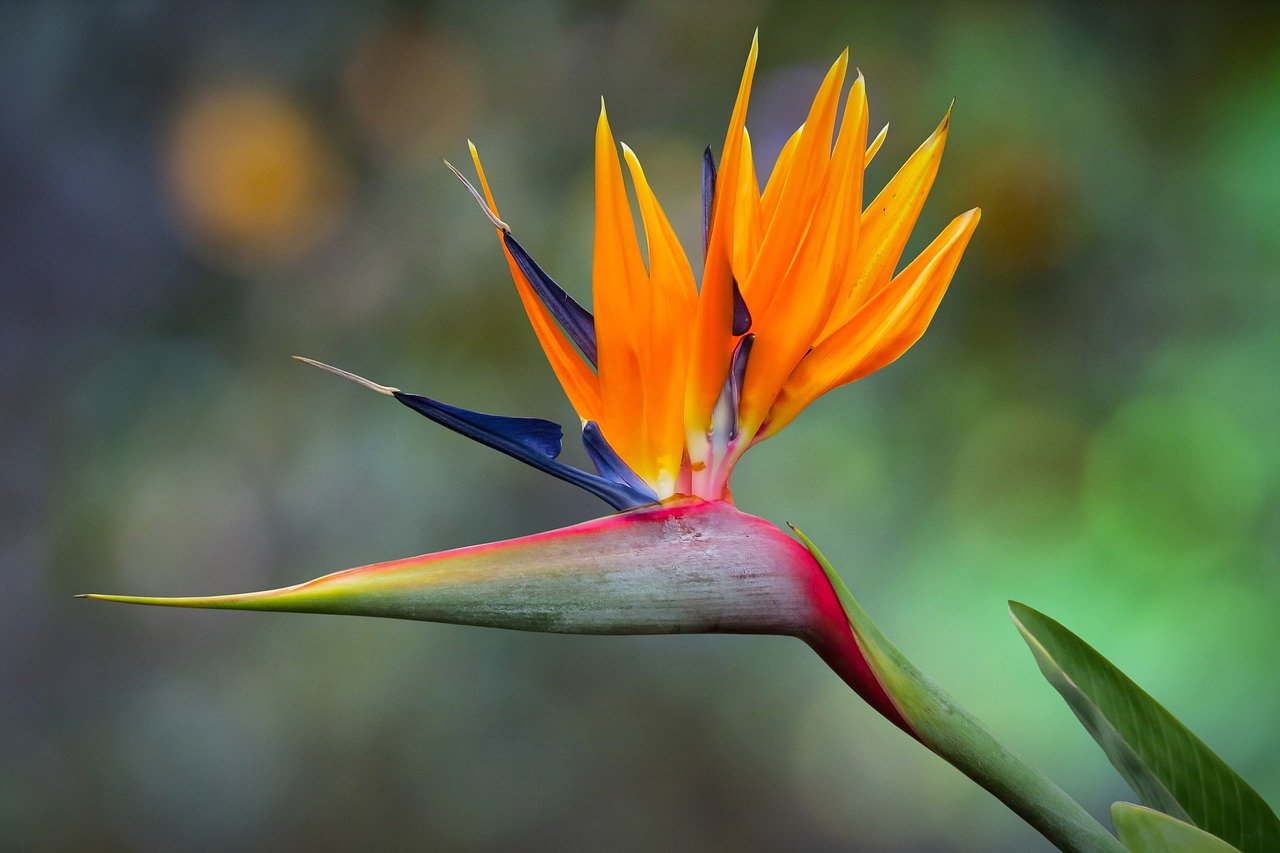 bird of paradise, flower, crane flower, nature, tropical, plant, flora, exotic, colorful, flowering, botanical, strelitzia reginae, garden, blossom, flamboyant, showy, spring, summer-9380644.jpg